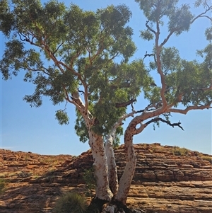 Corymbia aparrerinja at Petermann, NT - 4 Oct 2024 10:31 AM