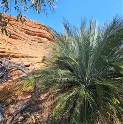 Macrozamia macdonnellii (MacDonnell Ranges Cycad) at Petermann, NT - 4 Oct 2024 by atticus