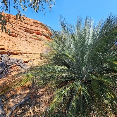 Macrozamia macdonnellii (MacDonnell Ranges Cycad) at Petermann, NT - 4 Oct 2024 by atticus