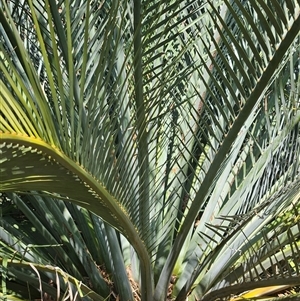 Macrozamia macdonnellii at Petermann, NT - 4 Oct 2024