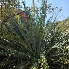 Macrozamia macdonnellii at Petermann, NT - 4 Oct 2024