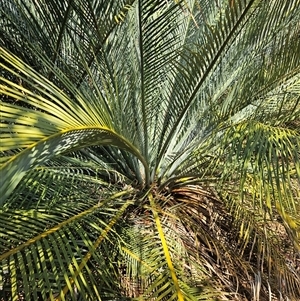 Macrozamia macdonnellii at Petermann, NT - 4 Oct 2024