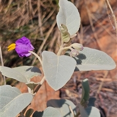 Solanum quadriloculatum (Australian Wild Tomato) at Petermann, NT - 4 Oct 2024 by atticus
