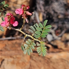 Indigofera leucotricha (Silver Indigo) at Petermann, NT - 4 Oct 2024 by atticus