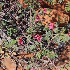 Indigofera leucotricha at Petermann, NT - 4 Oct 2024 10:52 AM