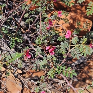 Indigofera leucotricha at Petermann, NT - 4 Oct 2024 10:52 AM