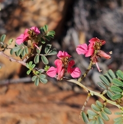 Indigofera leucotricha at Petermann, NT - 4 Oct 2024 10:52 AM