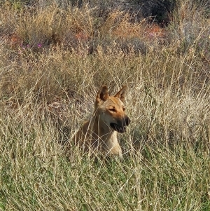 Canis lupus at Petermann, NT - 4 Oct 2024