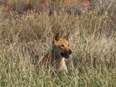 Canis lupus (Dingo / Wild Dog) at Petermann, NT - 4 Oct 2024 by atticus