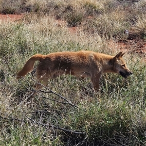 Canis lupus at Petermann, NT - 4 Oct 2024