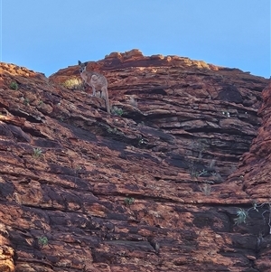 Osphranter rufus at Petermann, NT - 4 Oct 2024 08:34 AM