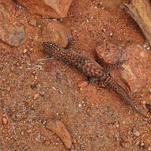 Gehyra purpurascens at Petermann, NT by atticus