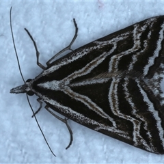 Dichromodes confluaria (Ceremonial Heath Moth) at Bulli, NSW - 4 Oct 2024 by jb2602