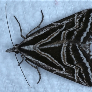 Dichromodes confluaria at Bulli, NSW - 4 Oct 2024 10:12 PM