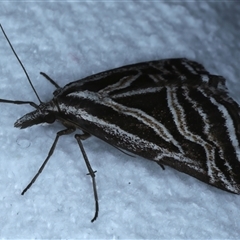 Dichromodes confluaria at Bulli, NSW - 4 Oct 2024 10:12 PM