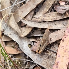 Goniaea opomaloides at Bungendore, NSW - 29 Sep 2024