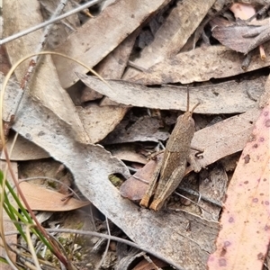 Goniaea opomaloides at Bungendore, NSW - suppressed