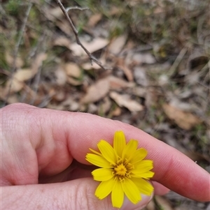 Microseris walteri at Bungendore, NSW - 4 Oct 2024