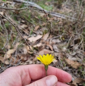 Microseris walteri at Bungendore, NSW - 4 Oct 2024