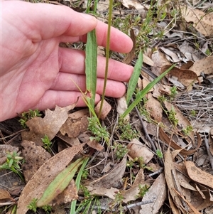 Microseris walteri at Bungendore, NSW - 4 Oct 2024