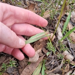 Microseris walteri at Bungendore, NSW - 4 Oct 2024