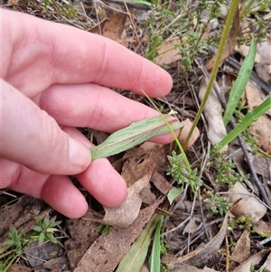 Microseris walteri at Bungendore, NSW - 4 Oct 2024