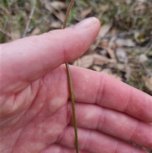 Microseris walteri at Bungendore, NSW - suppressed