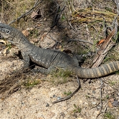 Varanus rosenbergi (Heath or Rosenberg's Monitor) at Tennent, ACT - 2 Oct 2024 by Philip