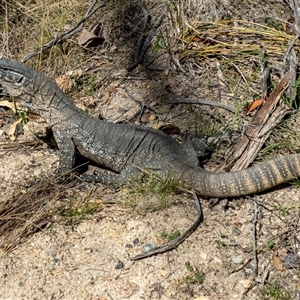 Varanus rosenbergi at Tennent, ACT - 3 Oct 2024