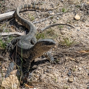 Varanus rosenbergi at Tennent, ACT - 3 Oct 2024