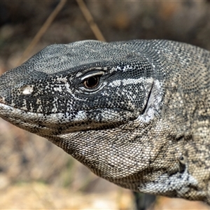 Varanus rosenbergi at Tennent, ACT - 3 Oct 2024