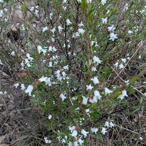 Cryptandra amara at Theodore, ACT - 6 Sep 2024