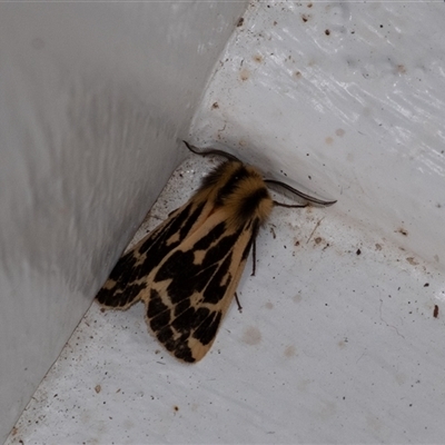 Ardices curvata (Crimson Tiger Moth) at Penrose, NSW - 4 Oct 2024 by Aussiegall