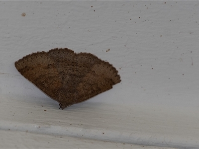 Ericeia sobria (A Noctuid moth (Eribidae)) at Penrose, NSW - 3 Oct 2024 by Aussiegall