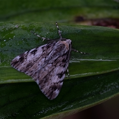 Rhuma (genus) (A Geometer moth) at Penrose, NSW - 3 Oct 2024 by Aussiegall