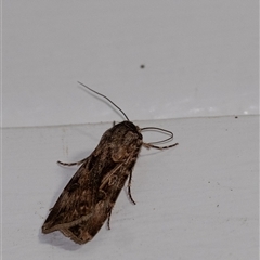 Agrotis munda (Brown Cutworm) at Penrose, NSW - 1 Oct 2024 by Aussiegall