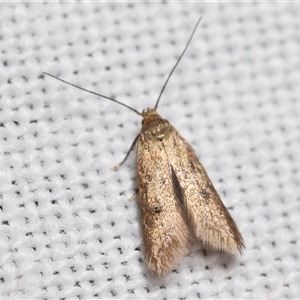 Gelechiidae (family) at Jerrabomberra, NSW - 4 Oct 2024