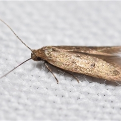 Gelechiidae (family) at Jerrabomberra, NSW - 4 Oct 2024