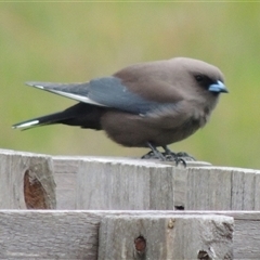 Artamus cyanopterus (Dusky Woodswallow) at Freshwater Creek, VIC - 8 Sep 2024 by WendyEM