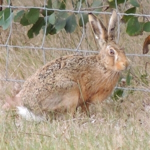 Lepus capensis at Freshwater Creek, VIC - 8 Sep 2024 08:56 AM