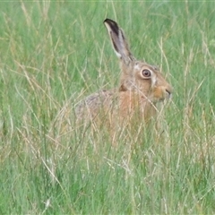 Lepus capensis at Freshwater Creek, VIC - 8 Sep 2024 08:56 AM