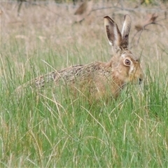 Lepus capensis at Freshwater Creek, VIC - 8 Sep 2024 08:56 AM