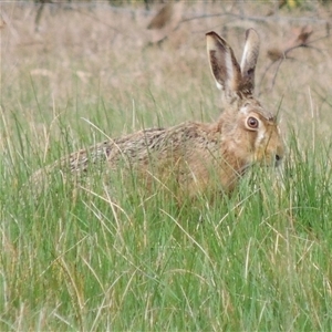 Lepus capensis at Freshwater Creek, VIC - 8 Sep 2024 08:56 AM