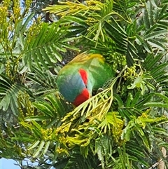 Glossopsitta concinna (Musk Lorikeet) at Appin, NSW - 4 Oct 2024 by LaurenK