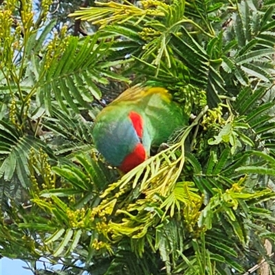 Glossopsitta concinna (Musk Lorikeet) at Appin, NSW - 4 Oct 2024 by LaurenK