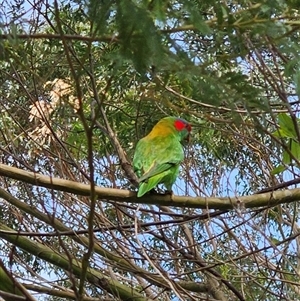 Glossopsitta concinna at Appin, NSW - 4 Oct 2024