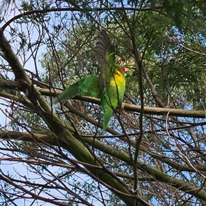 Glossopsitta concinna at Appin, NSW - 4 Oct 2024