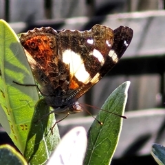 Vanessa itea (Yellow Admiral) at Goulburn, NSW - 5 Oct 2024 by trevorpreston