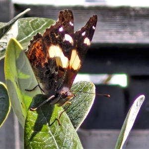 Vanessa itea at Goulburn, NSW - 5 Oct 2024