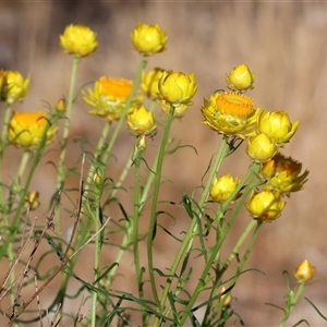 Xerochrysum viscosum at Wodonga, VIC - 5 Oct 2024 08:08 AM